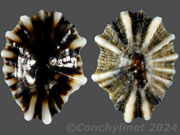 Siphonaria javanica Siphonaria javanica