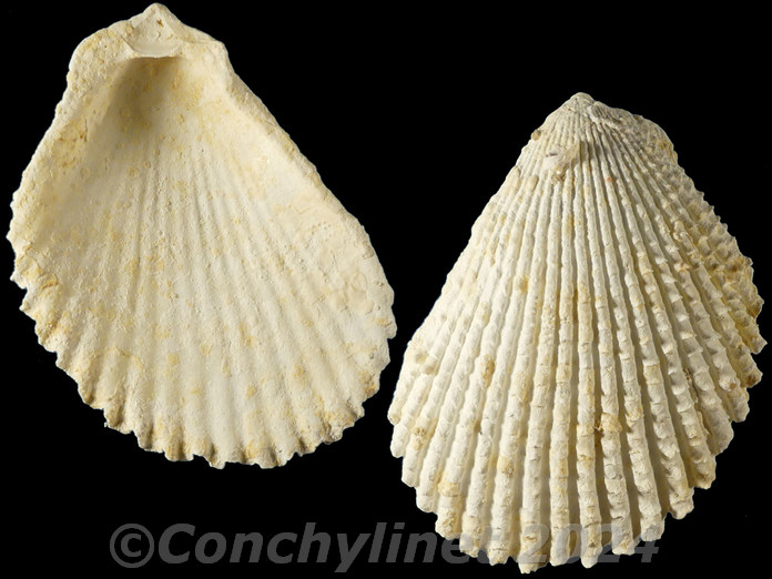 Lima vulgaris