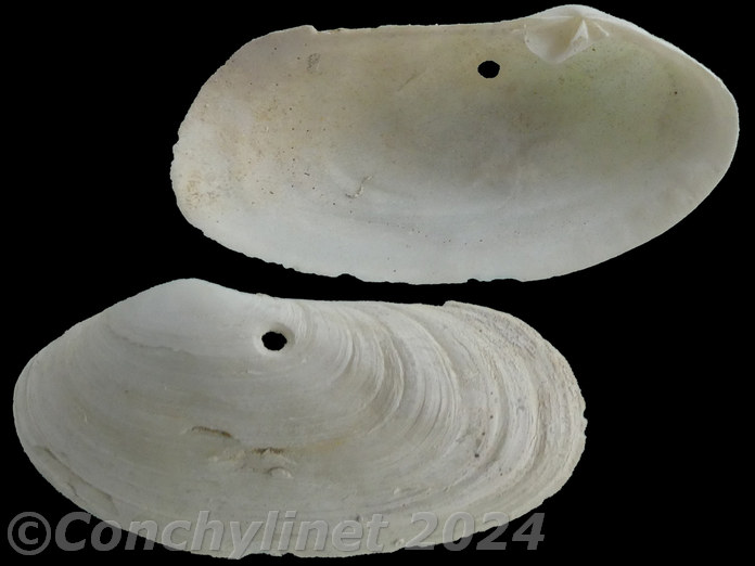 Lutraria australis