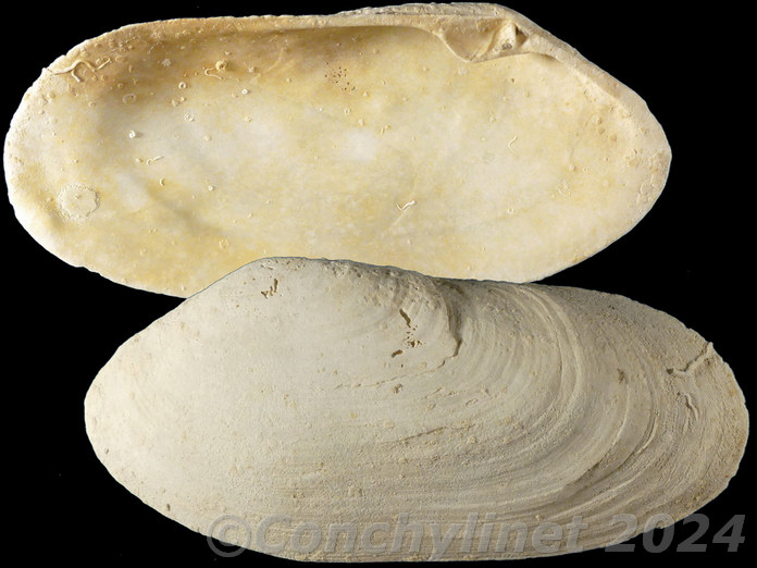 Lutraria australis