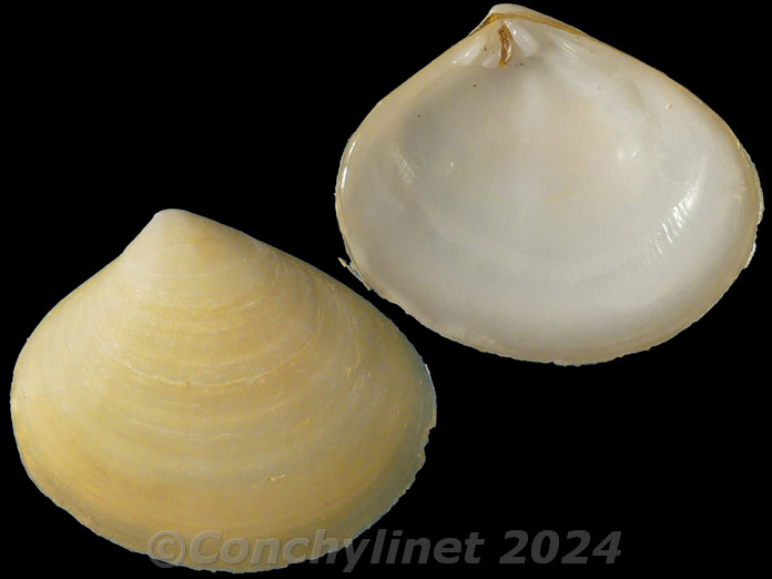 Davila plana