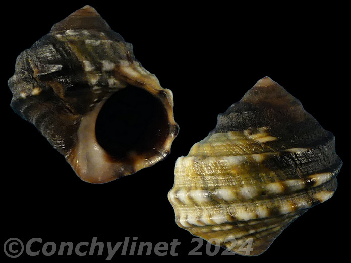 Littorina brevicula