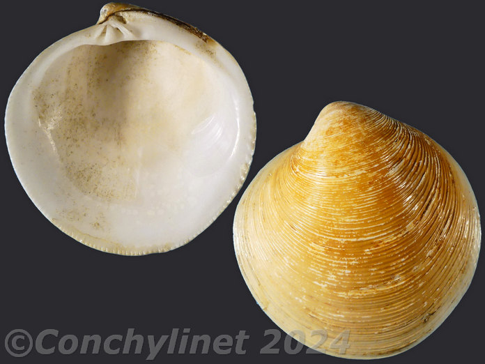 Cyclina sinensis