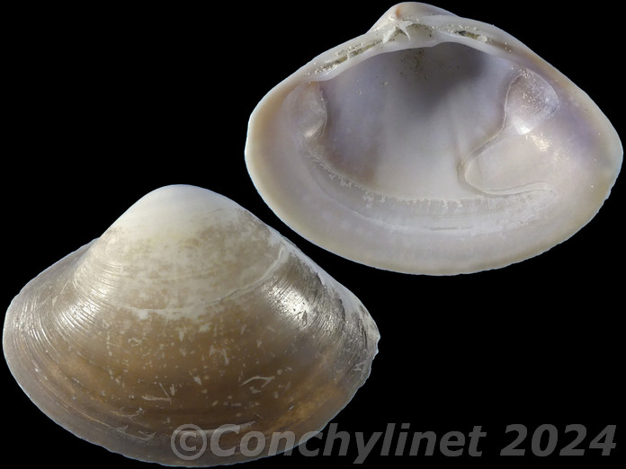 Mactra grandis