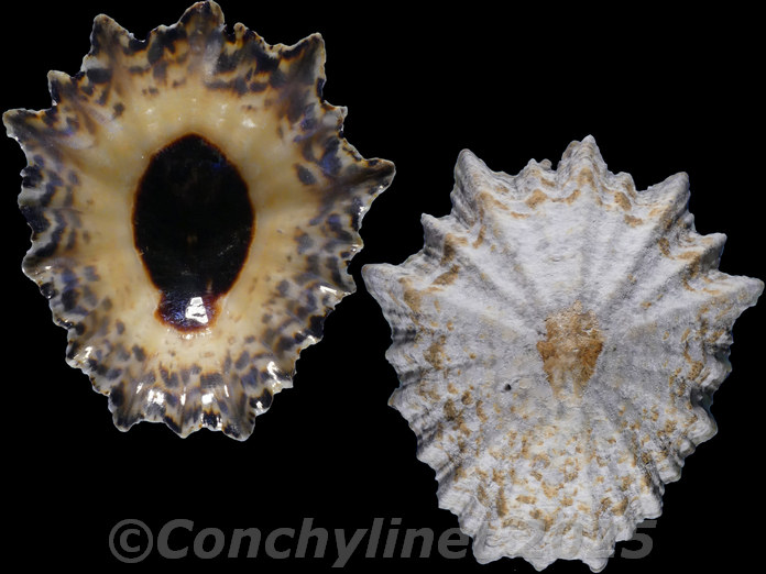 Cymbula granatina