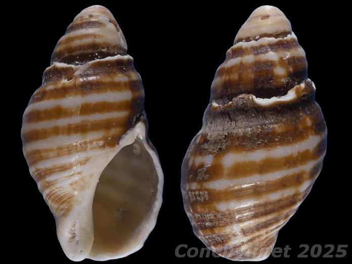 Burnupena papyracea Burnupena papyracea