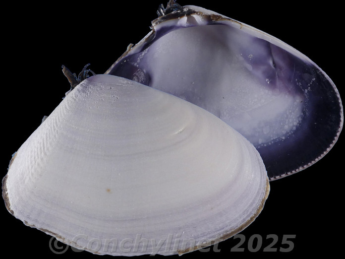 Donax serra Donax serra