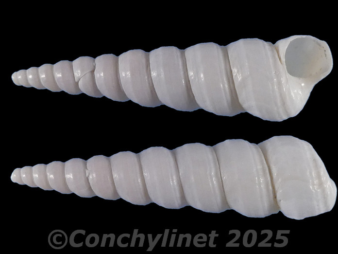 Turritella capensis