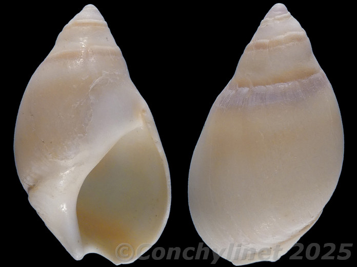 Bullia laevissima Bullia laevissima