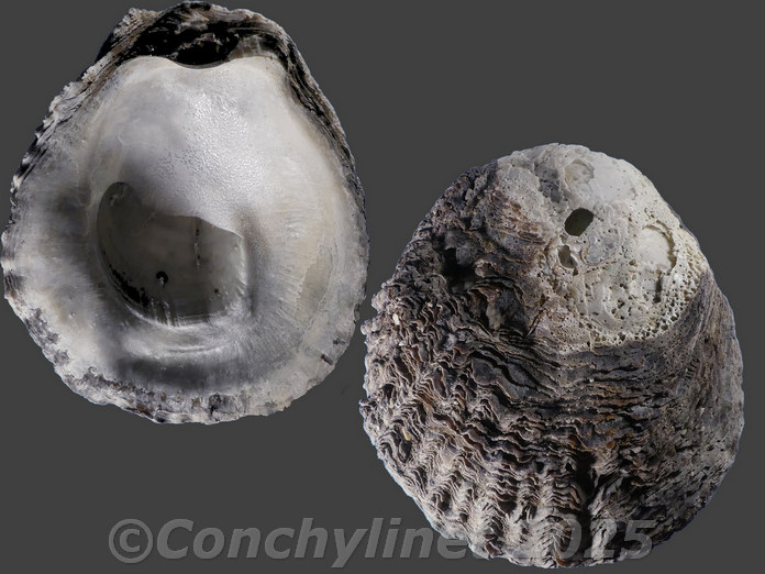 Ostrea atherstonei Ostrea atherstonei