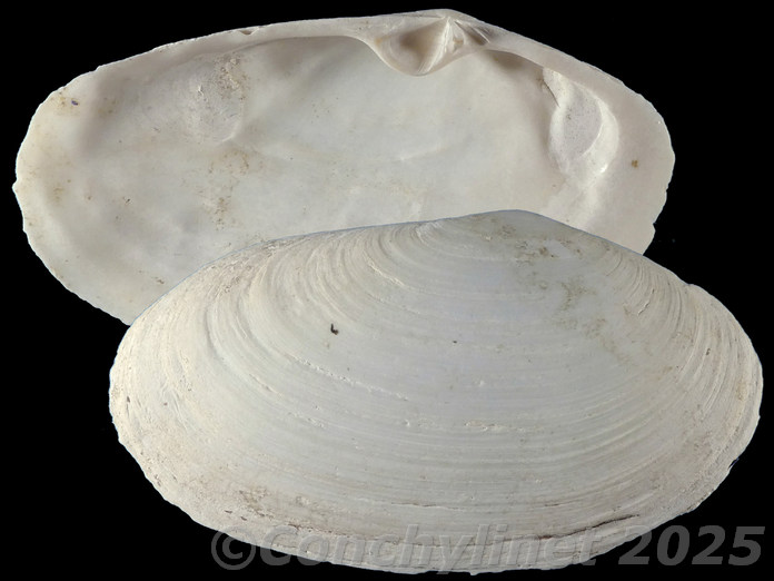 Lutraria capensis