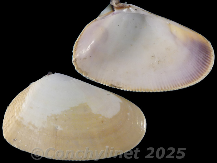 Donax serra Donax serra