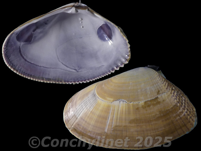 Donax serra Donax serra