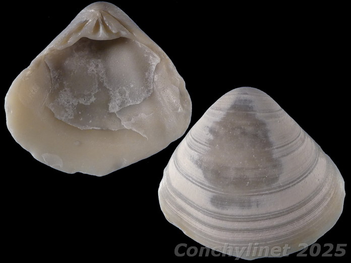 Tivela compressa