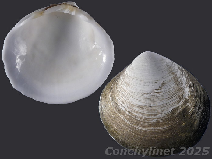 Geloina vanikorensis