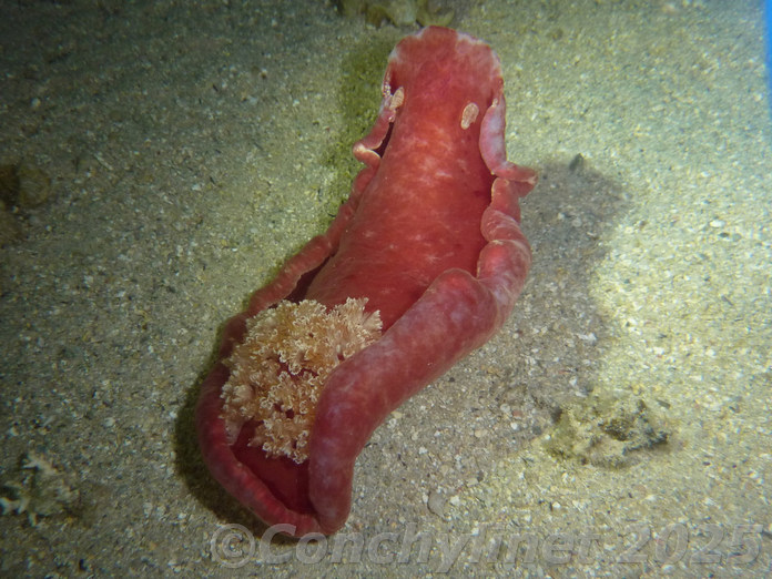 Hexabranchus sanguineus