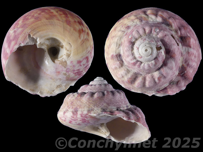 Gibbula magus