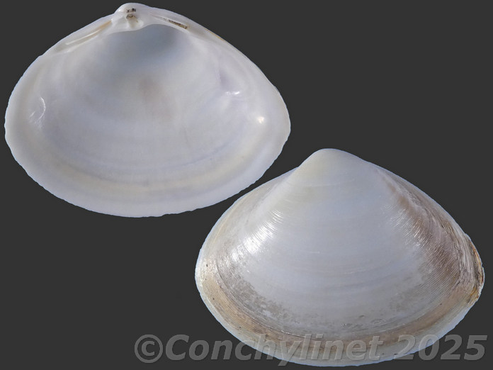Mactra stultorum f. corallina
