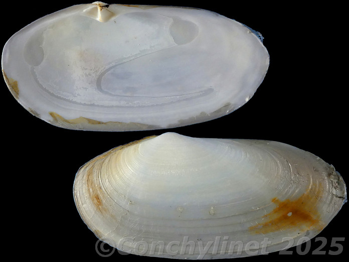Lutraria lutraria Lutraria lutraria