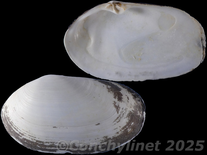 Lutraria lutraria Lutraria lutraria