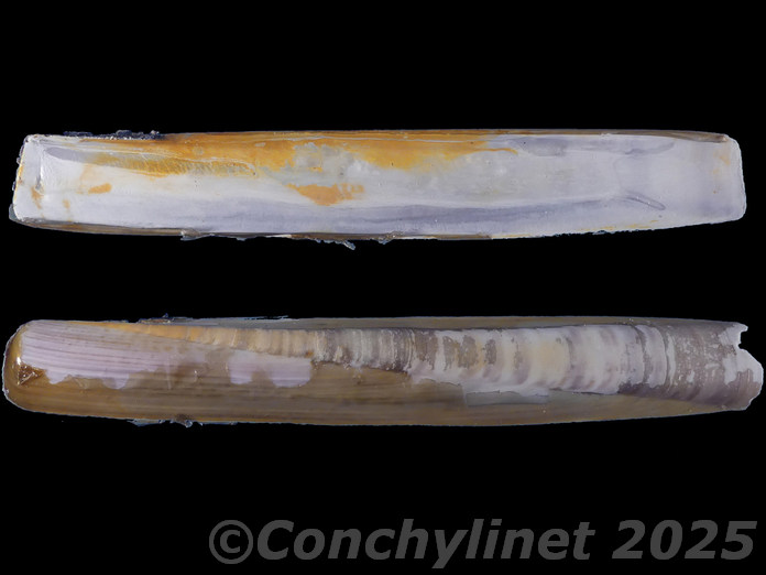 Ensis minor