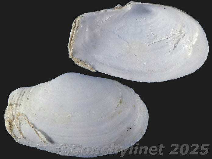 Thracia phaseolina Thracia phaseolina