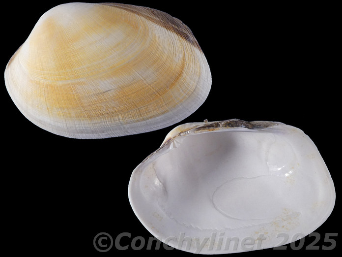 Venerupis corrugata