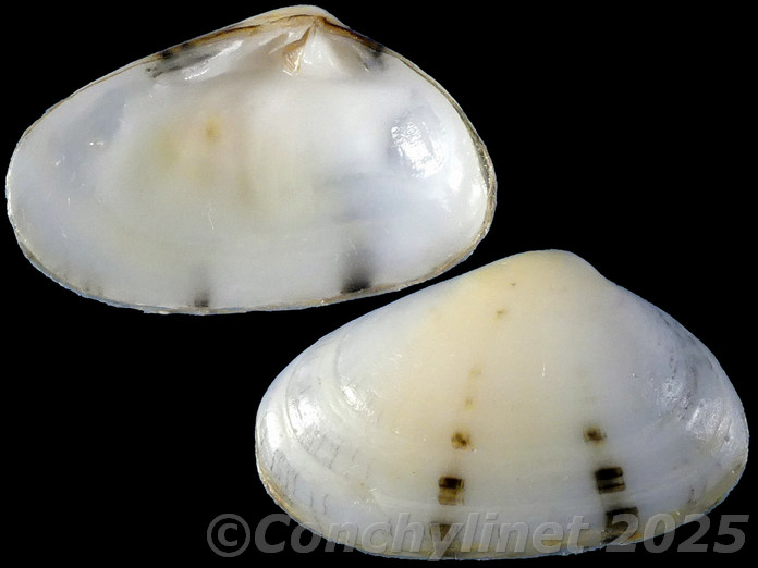 Donacilla cornea