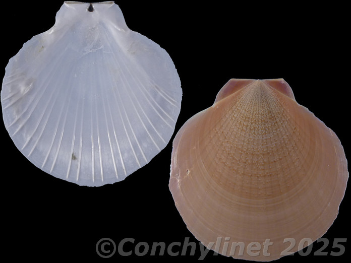 Amusium pleuronectes