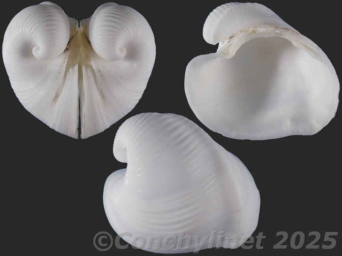 Meiocardia cumingi Meiocardia cumingi