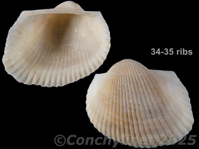 Anadara rhomboidalis