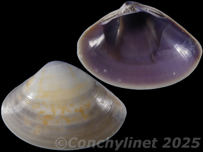 Mactra lilacea
