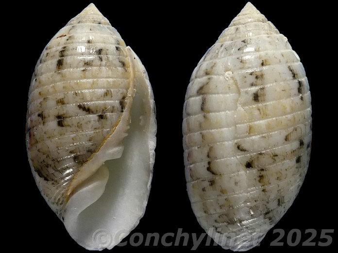 Pupa sulcata