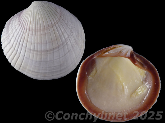 Codakia punctata Codakia punctata
