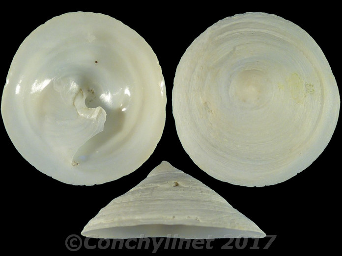 Calyptraea chinensis