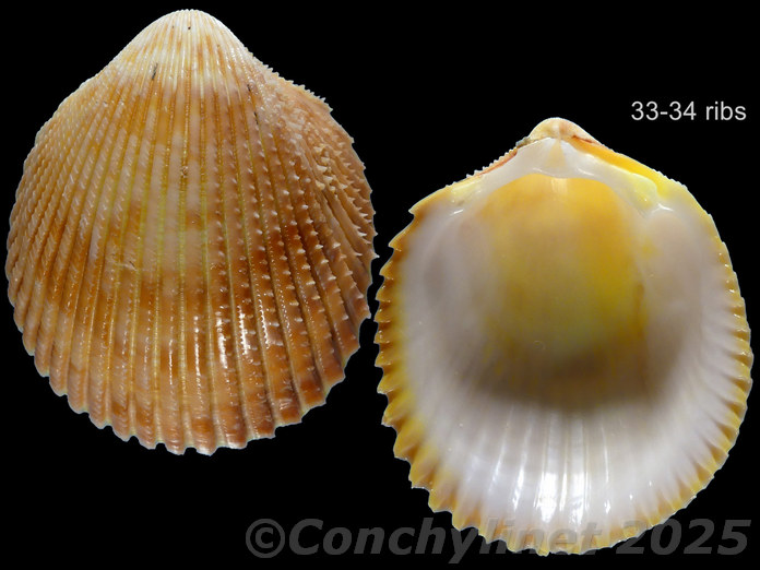 Vasticardium luteomarginatum