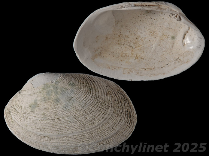 Ruditapes decussatus