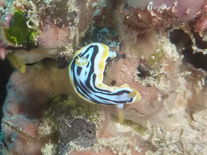 Chromodoris strigata Chromodoris strigata