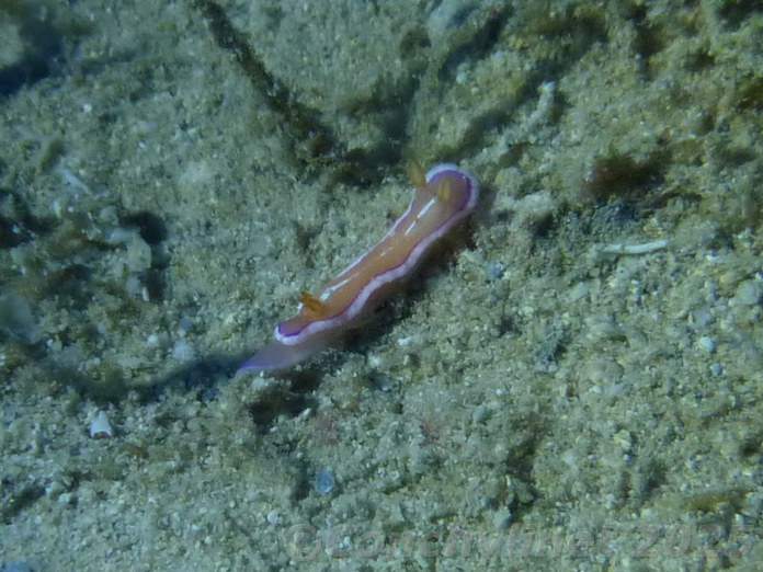 Durvilledoris pusilla