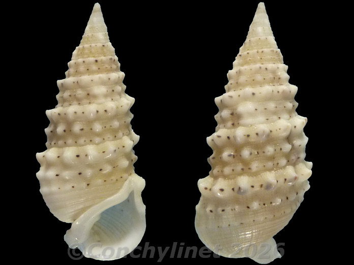 Rhinoclavis sinensis cedonulli