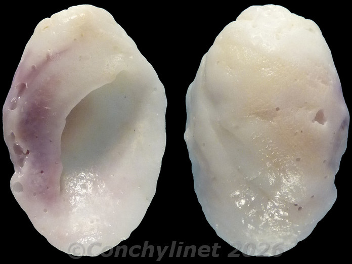 Coralliophila madreporaria