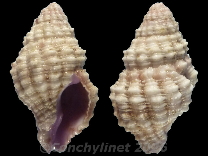 Peristernia nassatula