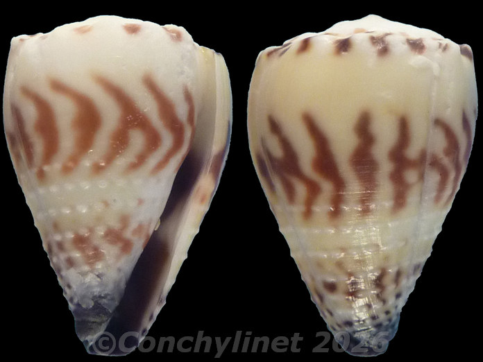 Conus sponsalis Conus sponsalis
