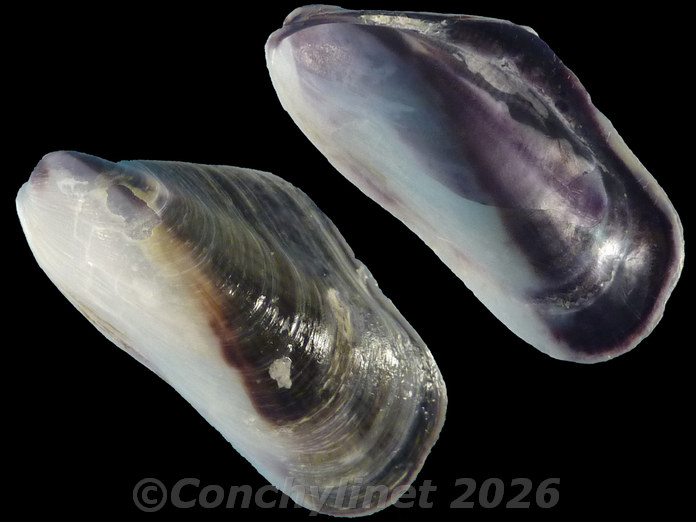 Modiolus auriculatus