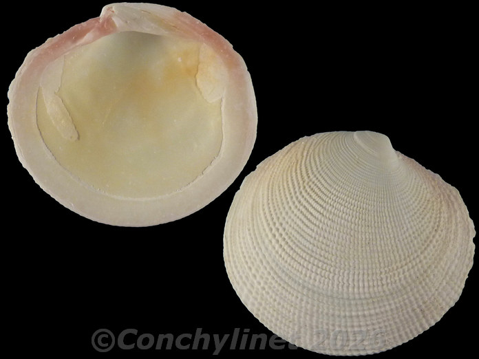 Codakia tigerina