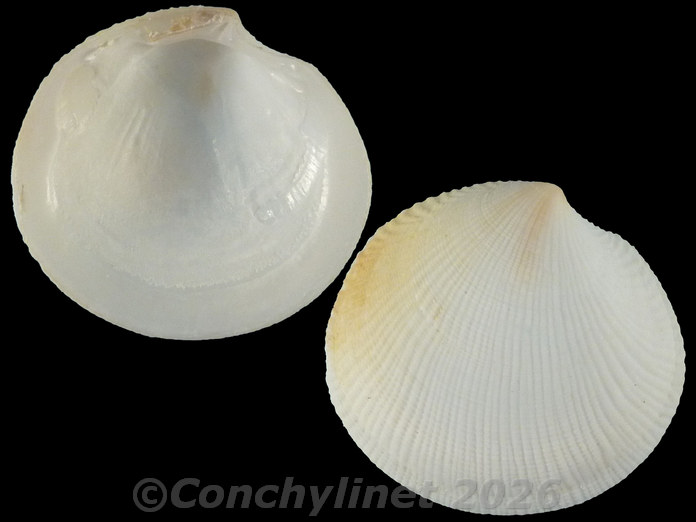Ctena bella