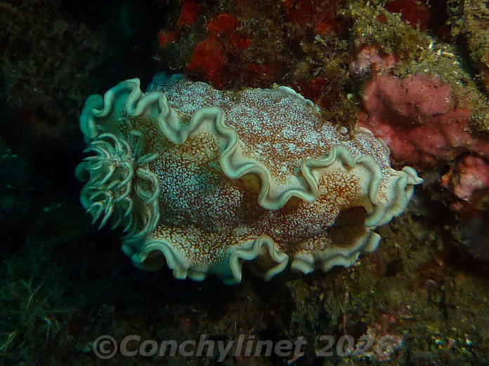Glossodoris hikuerensis Glossodoris hikuerensis