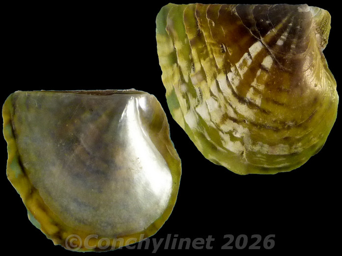 Pinctada margaritifera