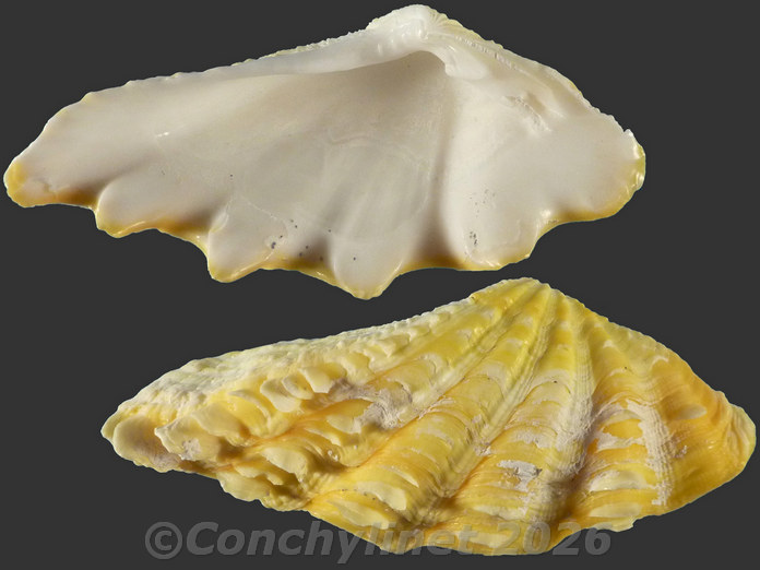 Tridacna maxima