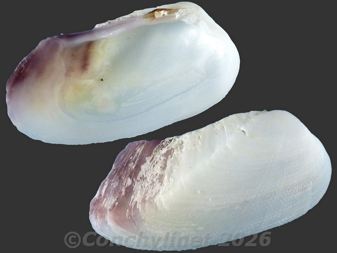 Trapezium bicarinatum Trapezium bicarinatum
